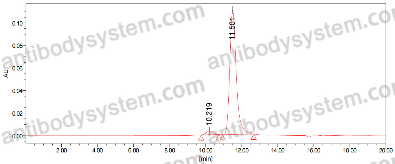 Anti-Human CSPG4/HMW-MAA/MCSP/NG2 Antibody (763.74#)