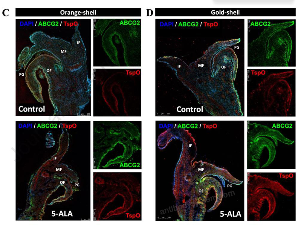 Immunofluorescence for Anti-Human CD338/ABCG2 Antibody (5D3) ?>