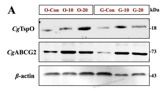 Western Blot for Anti-Human CD338/ABCG2 Antibody (5D3) ?>
