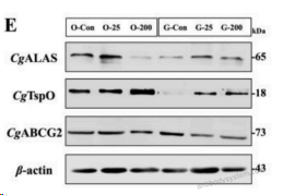 Western Blot for Anti-Human CD338/ABCG2 Antibody (5D3) ?>