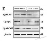 Western Blot for Anti-Human CD338/ABCG2 Antibody (5D3) ?>