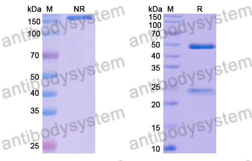 Human IgG1 Isotype Control Antibody (5Vk2/37.7H)