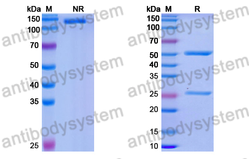 Human IgG1 Isotype Control Antibody (REA293)