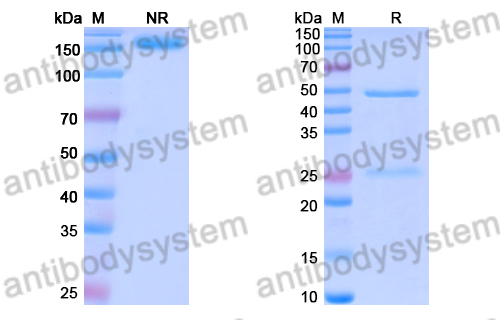 Human IgG1 Avitag-Biotin (C-terminal) Isotype Control Antibody (HyHEL-10)