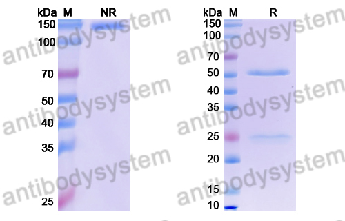 Human IgG1 Isotype Control Antibody (HyHEL-10)