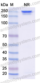 Human IgG1 Isotype Control Antibody (13R4)