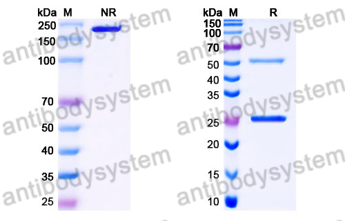 Human IgG3 Isotype Control Antibody (HyHEL-10)