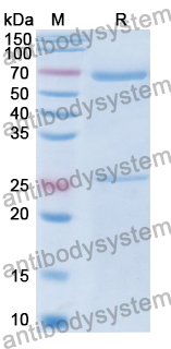 Human IgM Isotype Control Antibody (SPE-7)