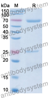 Human IgM Isotype Control Antibody (SAA0185)