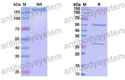 Human IgG1 (N297A) Isotype Control Antibody (13R4)