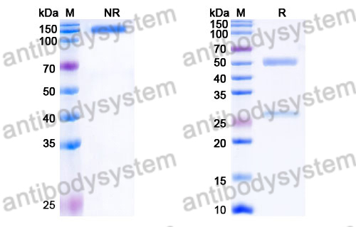 Human IgG1 (K97R) Isotype Control Antibody (HyHEL-10)