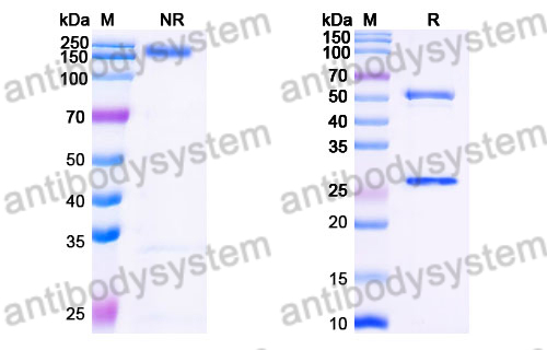 Human IgG1 (N297A) Isotype Control Antibody (HyHEL-10)