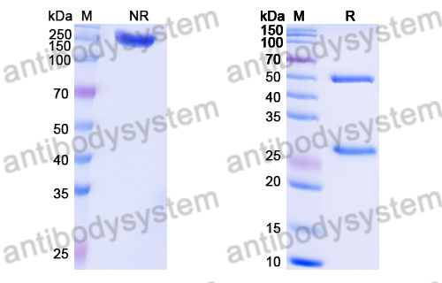 Human IgG1 (LALA) Isotype Control Antibody (HyHEL-10)