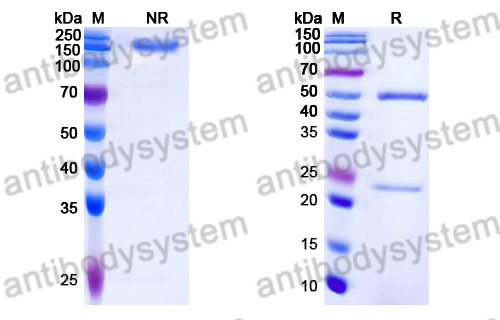 Human IgG1 (LALA P329G)  Isotype Control Antibody (13R4)