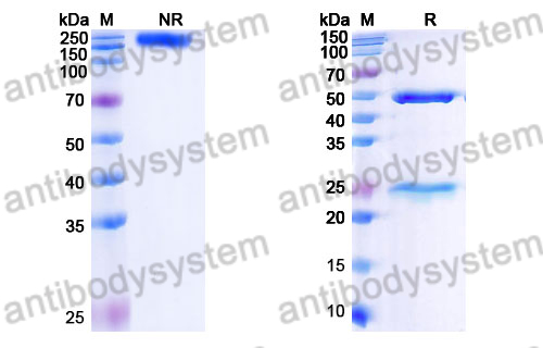 Human IgG1 (LALAPG) Isotype Control Antibody (HyHEL-10)