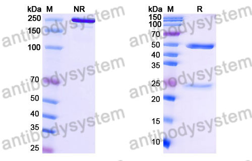 Human IgG1 (S239D & I332E) Isotype Control Antibody (HyHEL-10)