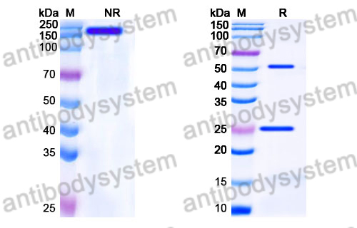 Human IgG1fut Isotype Control Antibody (13R4)