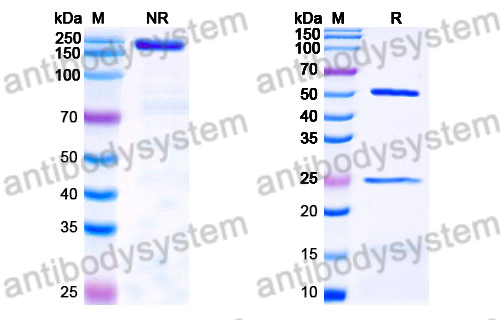 Human IgG4 (S228P) Isotype Control Antibody (SAA0184)