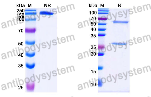 Human IgG4 (S228P) Isotype Control Antibody (13R4)