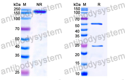 Human IgG4 (S228P) Isotype Control Antibody (HyHEL-10)