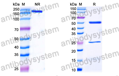 Human IgG4 (S228P & L235E) Isotype Control Antibody (HyHEL-10)