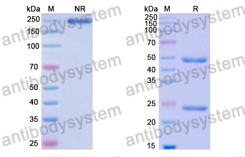 Human IgG1, lambda Isotype Control antibody (HyHEL-10)