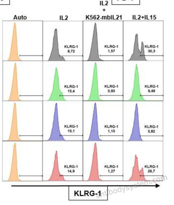 Anti-Human KLRG1/CLEC15A Antibody (SAA0508), APC