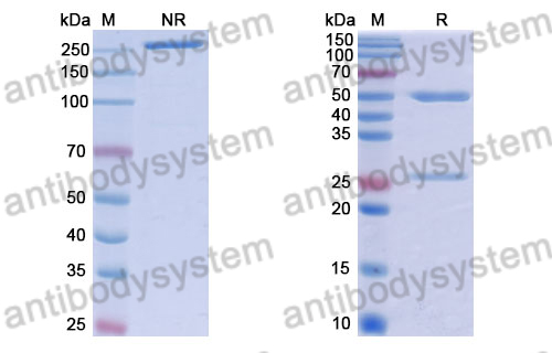 Human IgG1 (S239D/A330L/I332E) Isotype Control antibody (13R4)