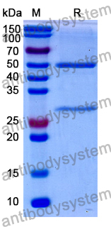 Anti-Mouse CD25/IL2RA Antibody (PC61/PC61.5.3)