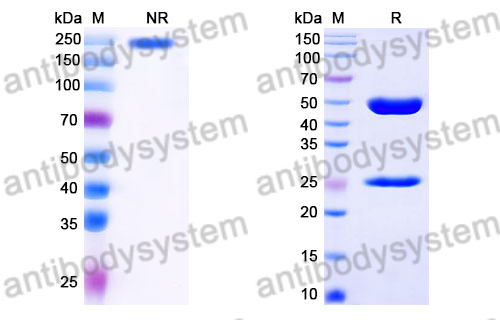 Mouse IgG2a Isotype Control Antibody (HyHEL-10)