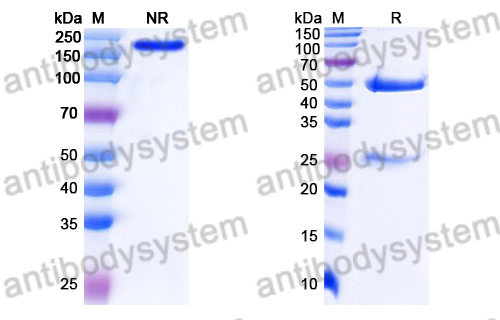 Mouse IgG2a Isotype Control Antibody (C1.18.4)