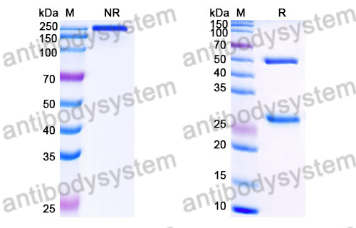 Mouse IgG2a Isotype Control Antibody (GC270)