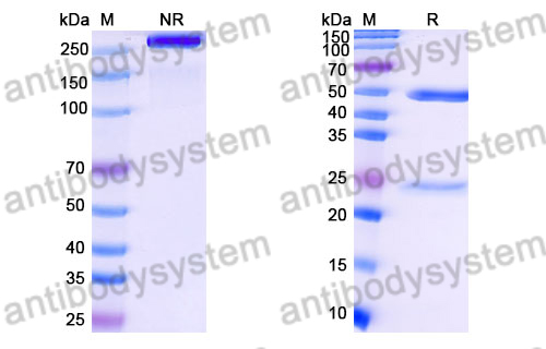 Mouse IgG2a, kappa Isotype Control Antibody (MOPC-173)