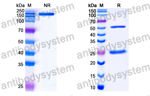 Mouse IgG2b Isotype Control Antibody (KLH)