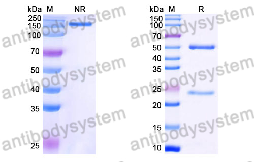 Mouse IgG2b, kappa Isotype Control Antibody (MPC-11)