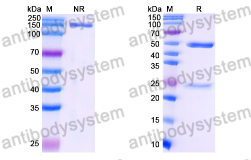 Mouse IgG2b Isotype Control Antibody (IS6-11E5.11)