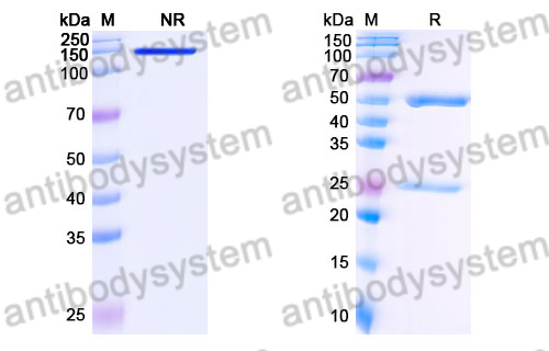 Mouse IgG2b Isotype Control Antibody (GC198)