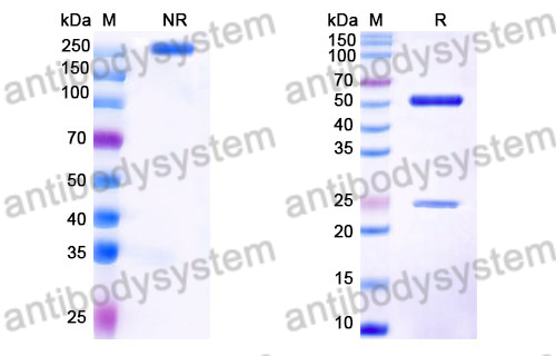 Mouse IgG2b, kappa Isotype Control Antibody (SAA0542)