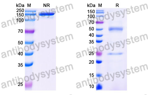 Mouse IgG2C Isotype Control Antibody (HyHEL-10)
