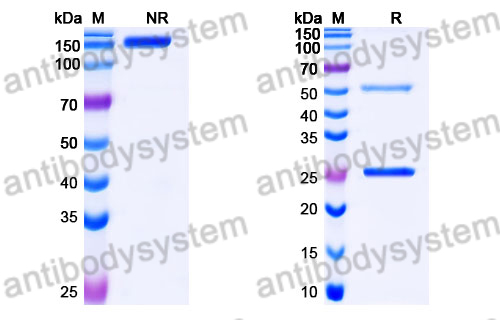 Mouse IgA Isotype Control Antibody (S107)