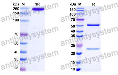 Mouse IgA Isotype Control Antibody (MAK)