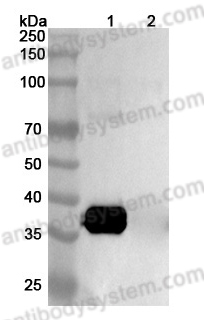 Anti-Mouse LY6E/SCA-2 Antibody (SAA1998)