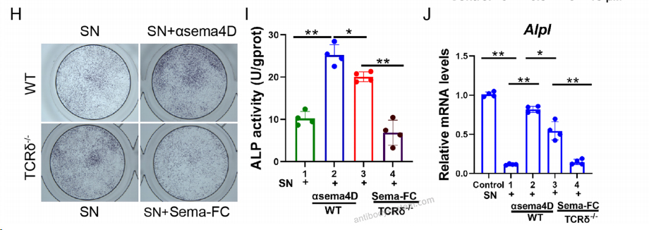 Bioactivity for Anti-Mouse CD100/SEMA4D Antibody (SAA0332) ?>