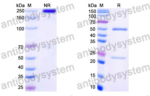 Mouse IgG1 Isotype Control Antibody (HyHEL-10)