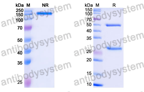 Mouse IgG1 Isotype Control Antibody (IS5-21F5)