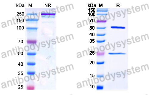 Mouse IgG1, kappa Isotype Control Antibody (X40)