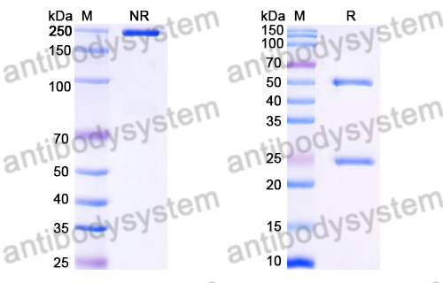 Mouse IgG1 Isotype Control Antibody (DD7)