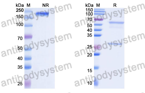 Mouse IgG1 Isotype Control Antibody (Ci4)