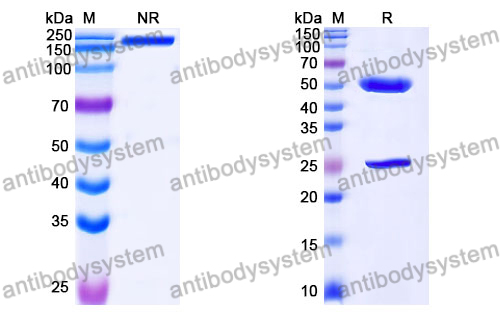 Mouse IgG3, kappa Isotype Control Antibody (MG3-35)