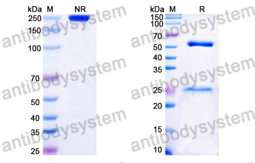 Mouse IgG3 Isotype Control Antibody (B10)